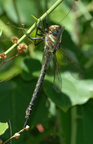 Female
2007_06_22_Walker